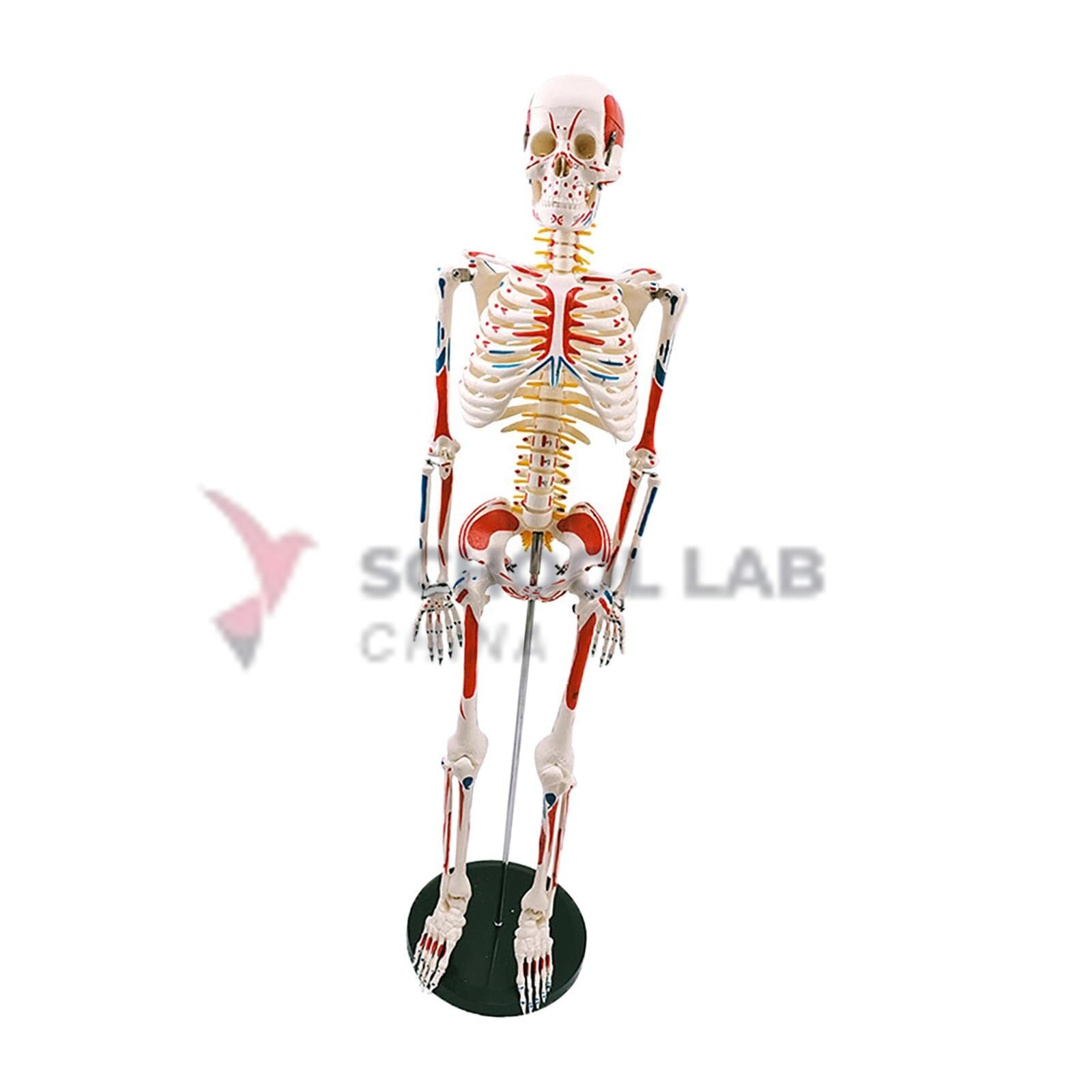 Human Skeleton, Muscular with Stand